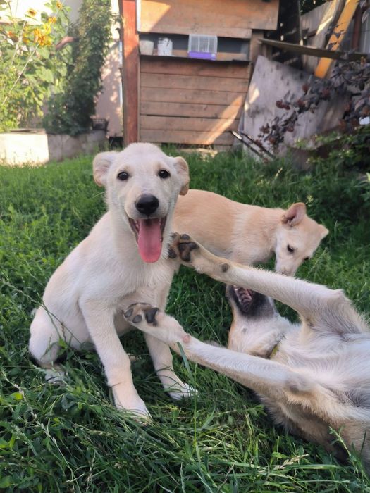 Ларс і Лорна шукають родини