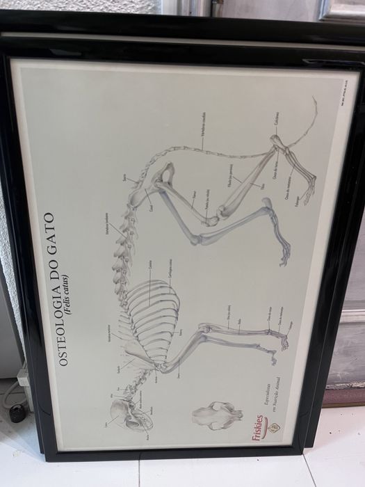 Quadros animais/veterinario