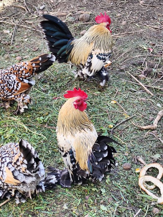 Кури Мільфлер карликові кури