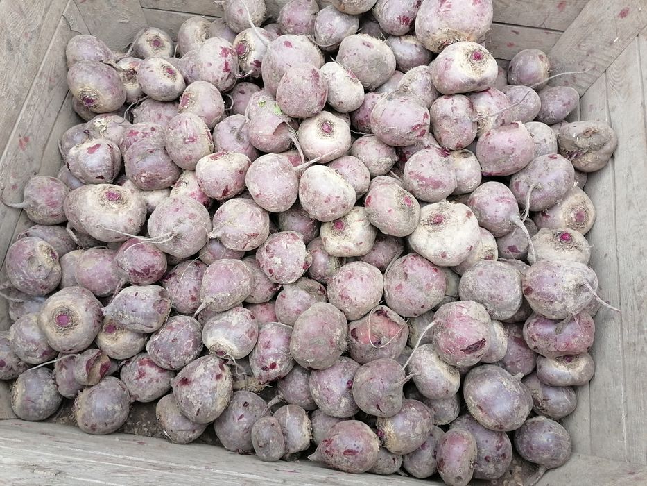 Burak Odpad gruby 25kilo prosto z gospodarstwa  wysyłka inpost paczkom