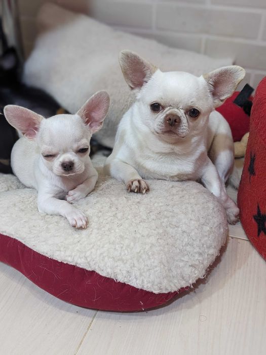 Мальчик  чихуахуа приглашает девушек.Имеет шикарное потомство!