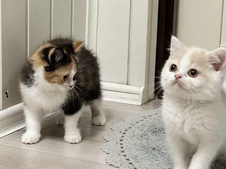 Kocurek Brytyjski Krótkowłosy, Kremowy Arlekin