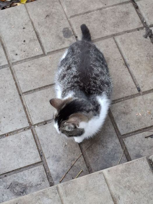 Отдаем кошечку в добрые руки!