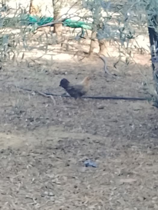 Vendo pitos e galinhas