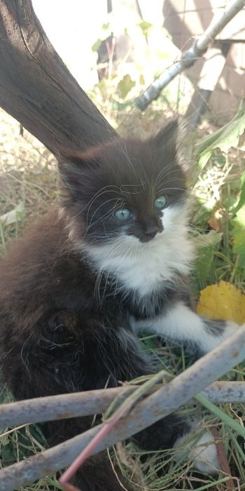 Отдам Котенка в хорошие руки