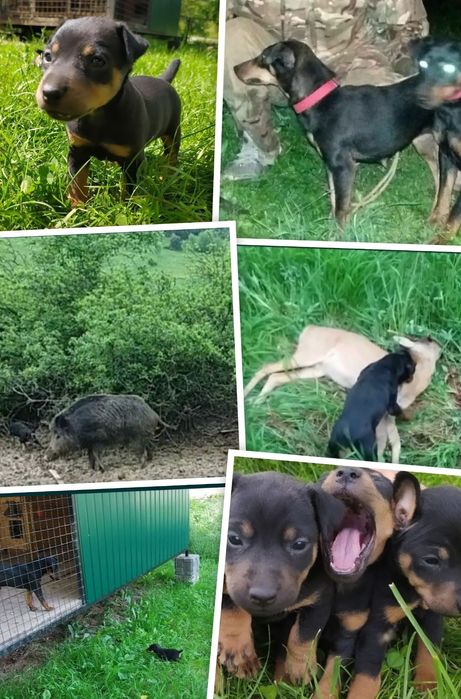 В'язка, вязка ягдтер'єр,ягдтерьер,яг