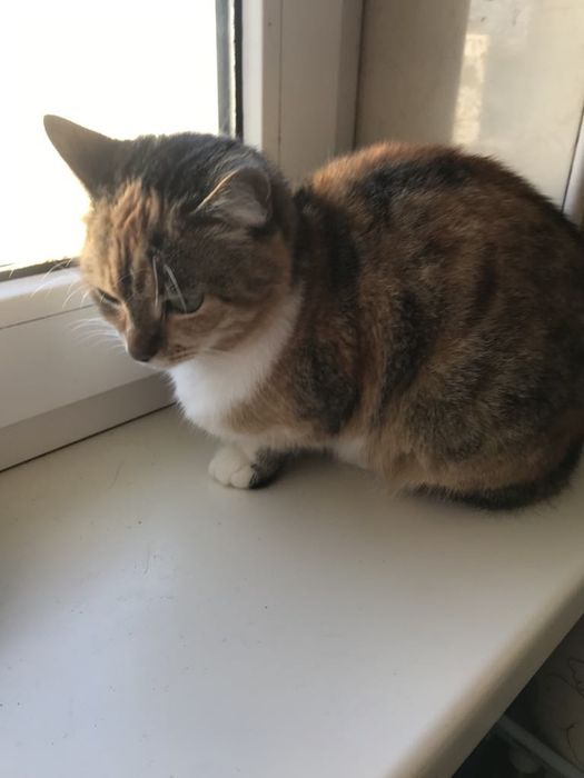 Киця. Кіт. Кошеня