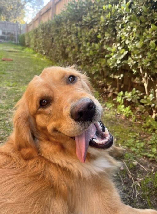 Pet Sitter — Lisboa