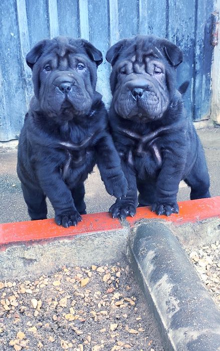 Shar pei.. bebes shar pei LOP Pedigree