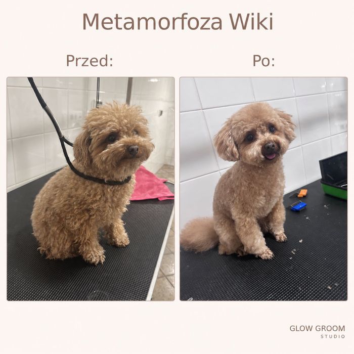 Strzyżenie psów Łódź i okolice - szybkie terminy, dojazd do domu.