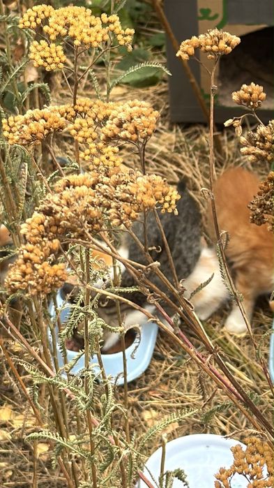 Віддам в добрі руки кошенята