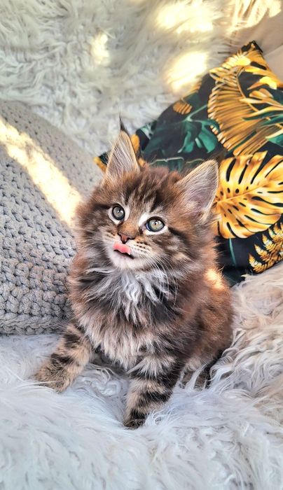 Maine Coon- kocurek