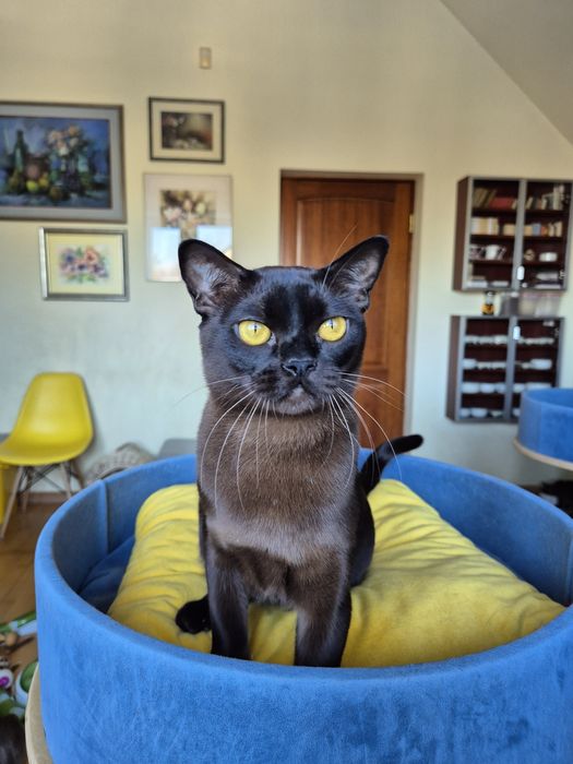 sobolowy kocurek burmski (burmański)