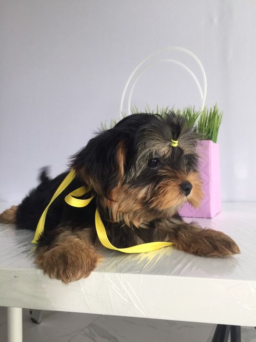 Йорки неймовірні