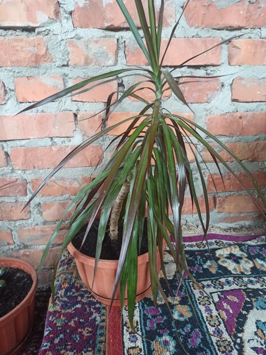 Продається Драцена