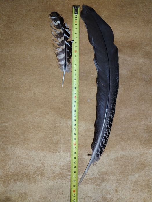 Перо, фазан, алмазный фазан, перья