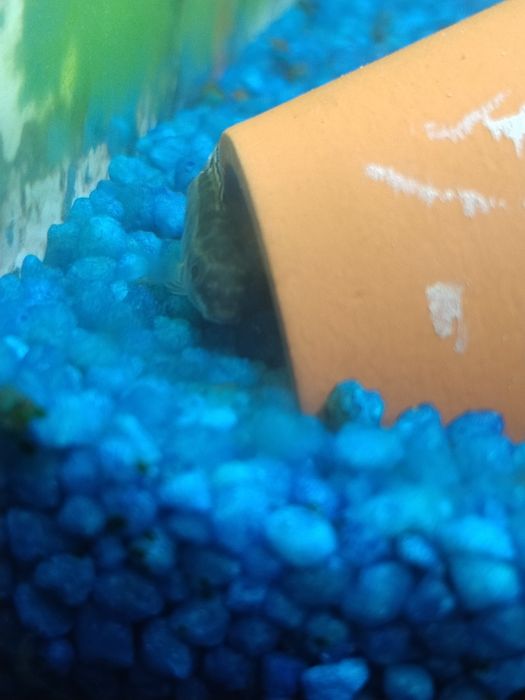 Vários peixes aceito troca