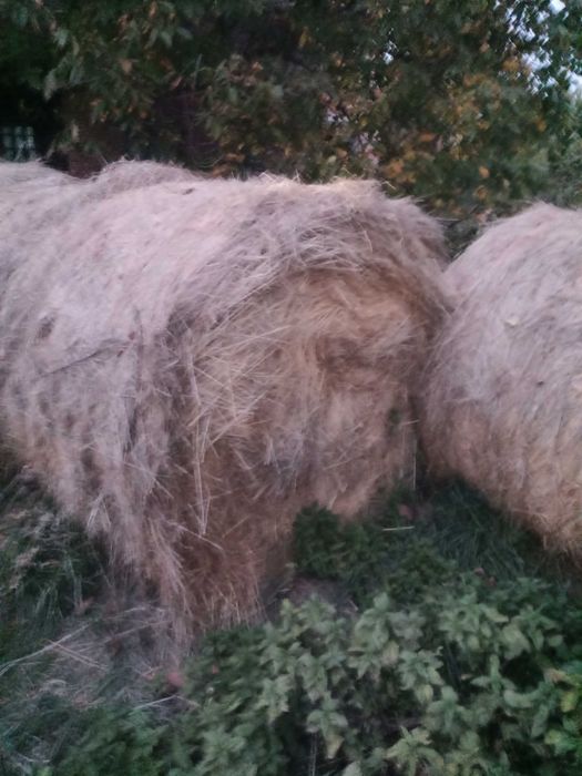 Сіно в круглих тюках