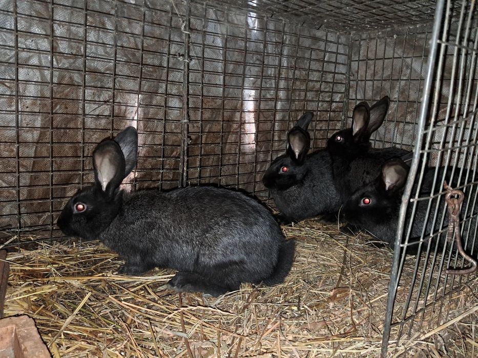 Продам кролі 3 місяці.