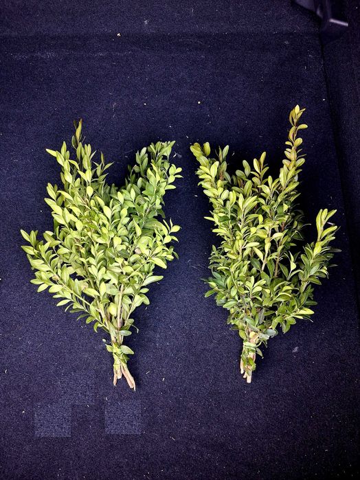 Bukszpan pęczek / świeży