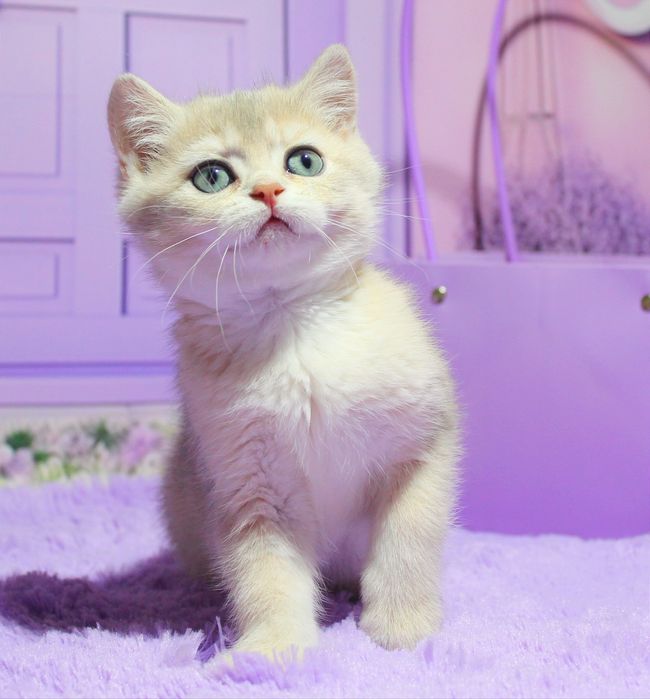 Красуня британська дівчинка в забарвленні голубе золото