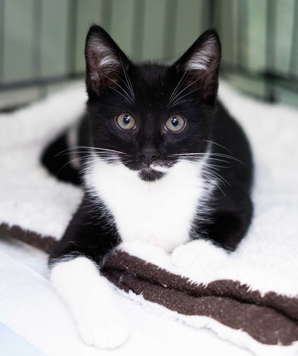 Koksik - kotek do adopcji