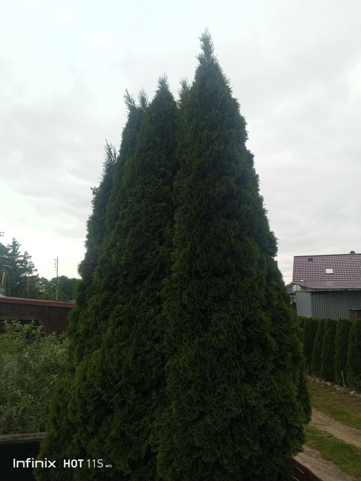 Tuja szmaragd 450-500cm