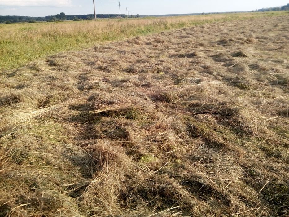 сіно в тюках. 2025
