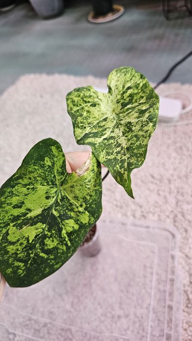 Caladium 'Frog in a Blender Каладиум Жаба в блендере