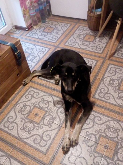 Шукає родину молодий песик