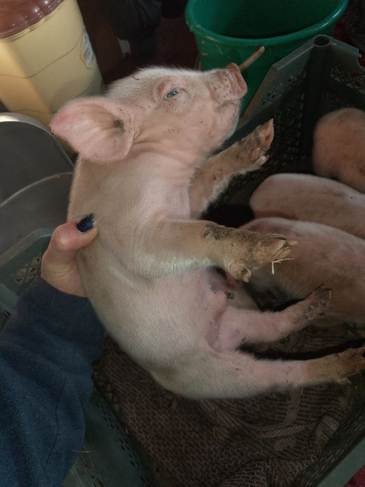 Свині 8шт . 45 тисяч гривень