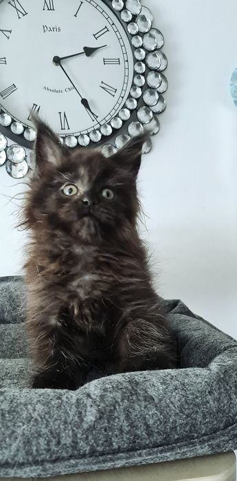 Maine coon Kotka czarna