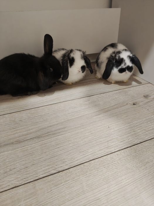 Króliczki miniaturki
