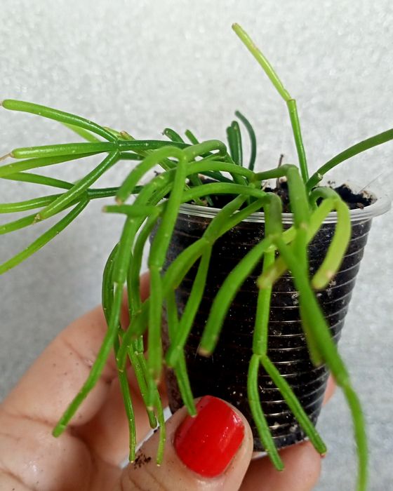 Рипсалис Cassutha .