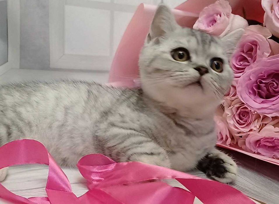 Чистокровні котики!