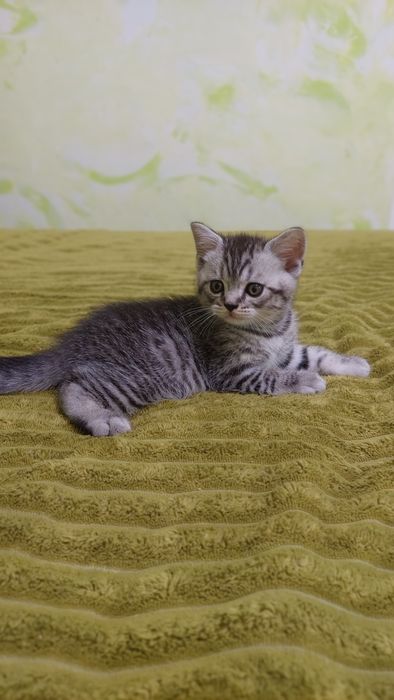 Кошеня Шотландське Скотіш страйт