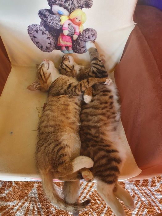 Подарю ласковых котят в добрые руки