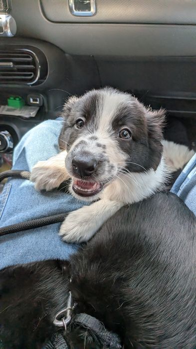 Border Collie com Pedigree