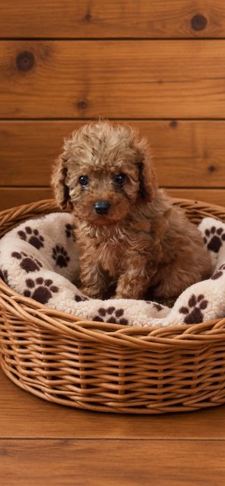 Maltipoo mini Red Brown sunia dwa szczepienia
