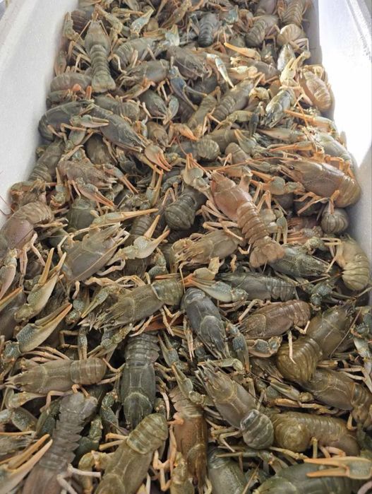 Шукаємо постачальників рака