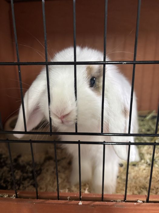 Kit coelho mini Lop bellier