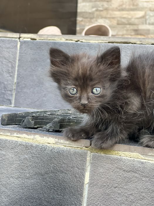 Котики в добрі руки