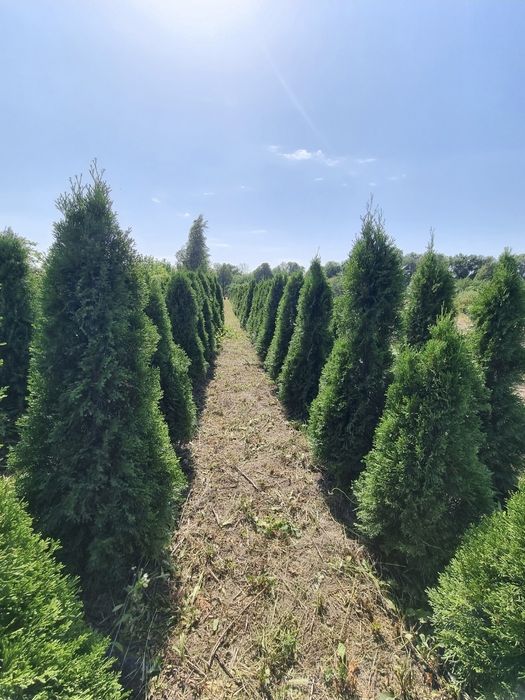 Туя смарагд, гурт роздріб