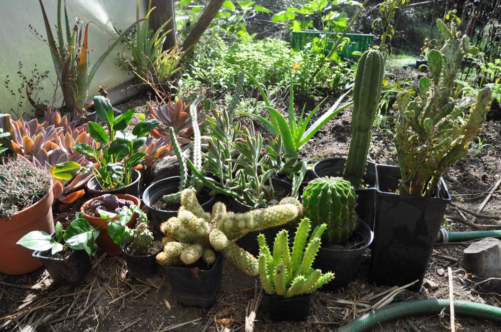 Vários cactos e suculentas entre outra plantas