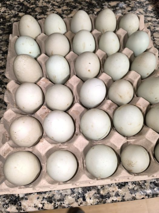 Ovos de pato para chocar