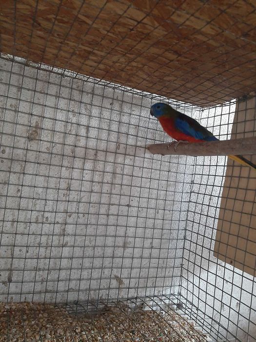 //algumas aves para ceder//