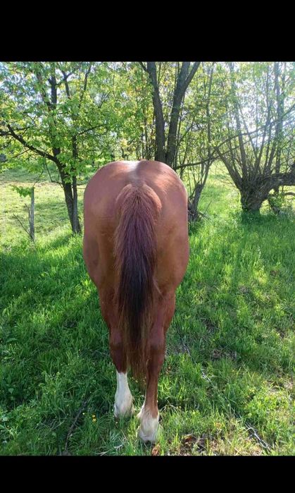 Продам Коня порода (Торійський Ваговоз)