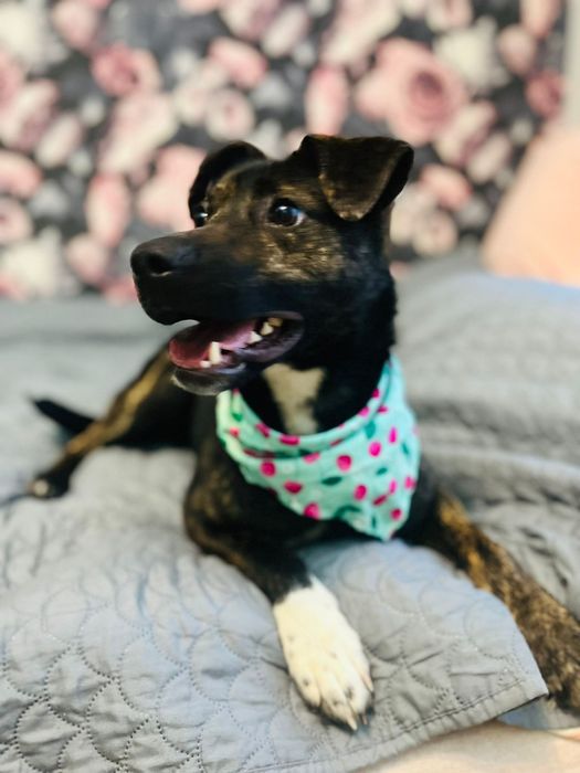 Platini fajny pies  do adopcji