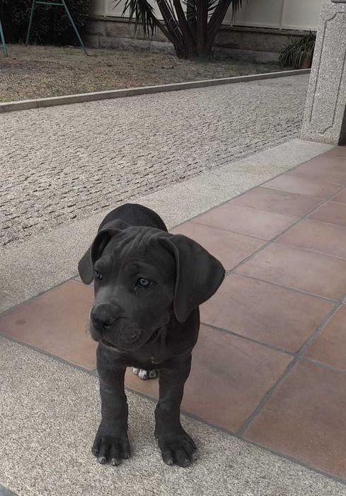 Cane Corso Italiano