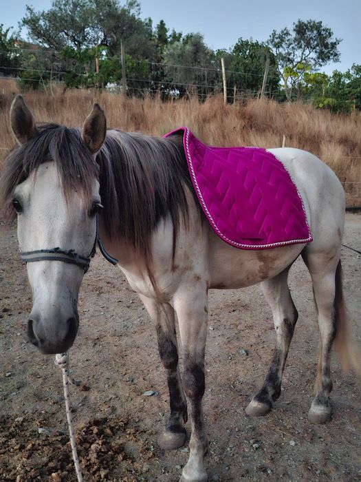 Cavalo cruzada lusitano/ sorraia